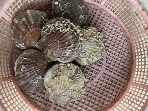 水產品,扇貝,海鮮